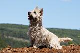 CAIRN TERRIER 481
